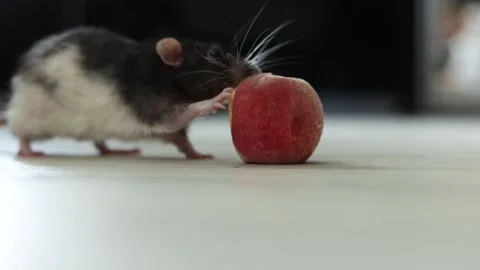Curious rodent explores a small red object on a light-colored surface Vidéo 340563851