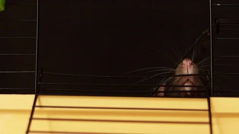 Curious rodent peeking through cage bars with long whiskers and pink nose Vidéo 337172942