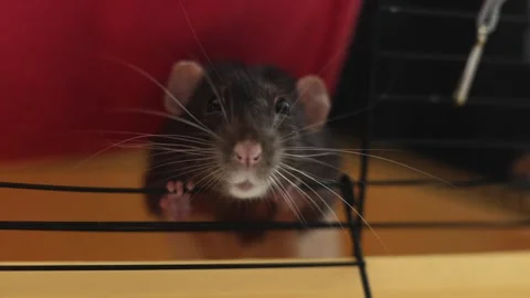 Curious rodent peeking through cage bars with whiskers extended Vidéo 340563836