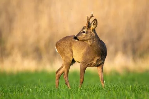 Curious roe deer looking back over shoulder on a green grass in spring nature Stock Photos