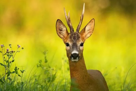 Curious roe deer looking into camera on a summer meadow with green grass Stock Photos