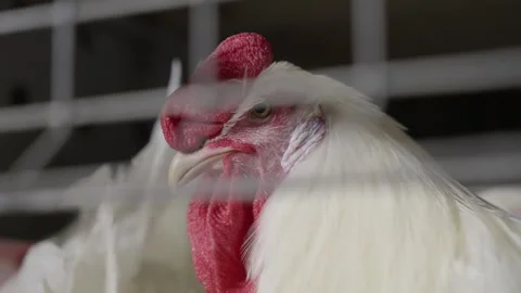 Curious rooster bird looking out of metal poultry cage at the agricultural farm Stock Footage 245706240