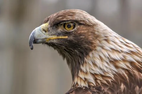 Curious royal eagle looking at me, Quebec, Canada Stock Photos
