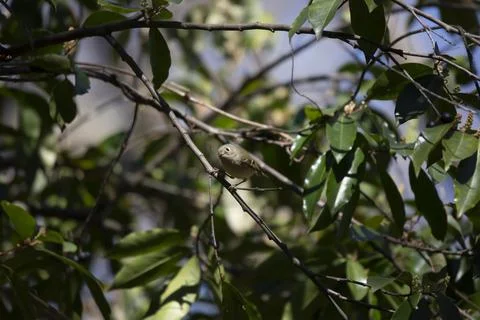 Curious Ruby-Crowned Kinglet Stock Photos