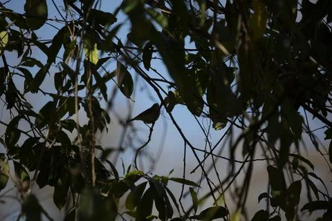 Curious Ruby-Crowned Kinglet Stock Photos
