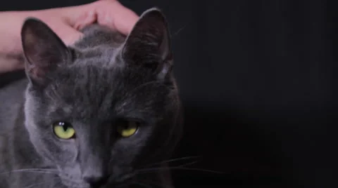 Curious Russian Blue Cat Looking At The Camera Video stock 46208406