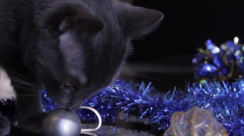 Curious Russian Blue Cat Stealing Christmas Tree Decorations Stock Footage 46208438