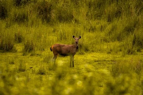 A curious Sambar Deer Stock Photos