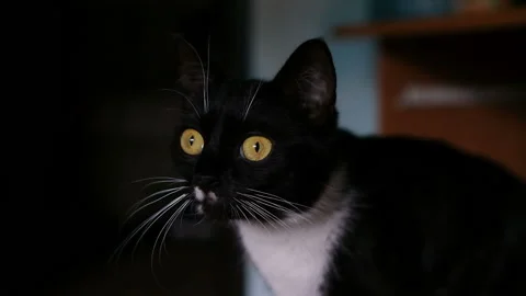 Curious Scared Black Cat Looking Around close up Stock Footage 158155120