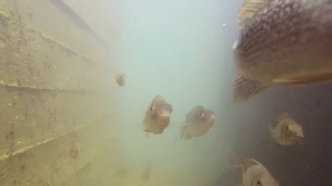 Curious School of Fish Between Tunnel Walls Stock Footage 89611572