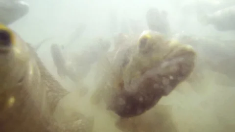 Curious School of Fish Stock Footage 89611331