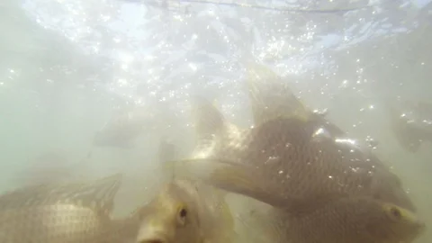 Curious School of Fish Slowmotion Stock Footage 89611233