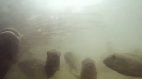 Curious School of Fish in a Swamp Stock Footage 89611221