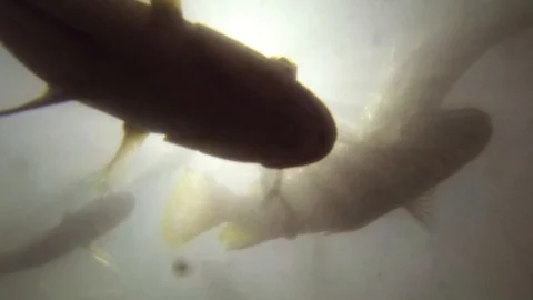 Curious School of Fish View From Below Stock Footage 89611479