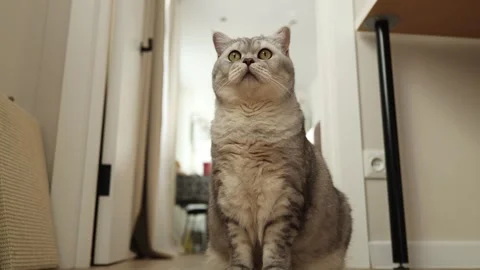 Curious Scottish Fold cat with bright eyes looks up attentively indoors Stock Footage 339210153