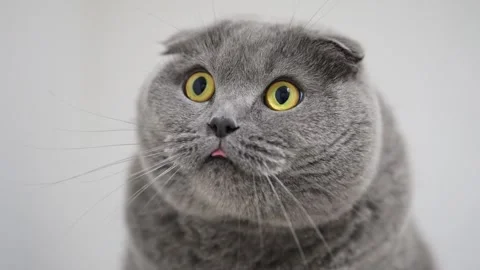 Curious Scottish Fold cat with round yellow eyes gazes up in a funny, expressive Stock Footage 307603789