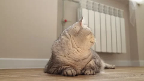 Curious Scottish Fold cat with striking eyes looks around the room Stock Footage 339208826