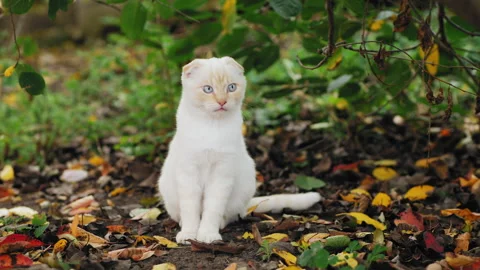 Curious scottish fold white cat looks around, close-up Stock Footage 280559481