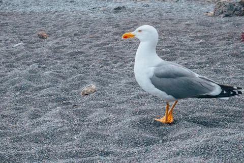 A curious seagull on the beach. Stock Photos
