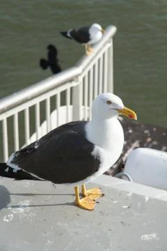 Curious seagull on the ferry. Stock Photos