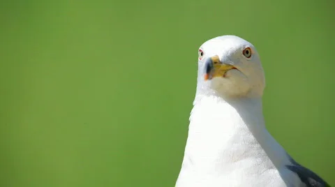 Curious Seagull Stock Footage 459276