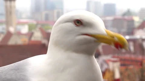 Curious seagull Stock Footage 23621424