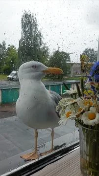 Curious Seagull Looking Through a Rainy Window Stock Photos