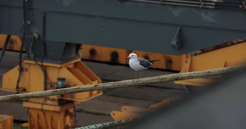 Curious seagull sits on railing bar against gantry crane Stock Footage 320454403