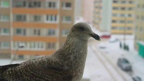 Curious seagull standing on the windowsill. Vídeo Stock 168004433
