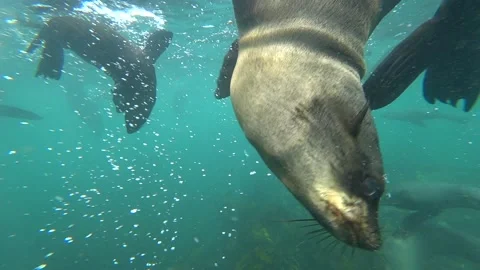 Curious seal approaching camera underwater 動画素材 151141604
