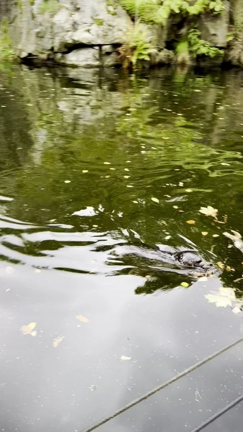 Curious Seal Exploring Her Pond at Skansen Zoo, Stockholm Stock-Footage 319208907