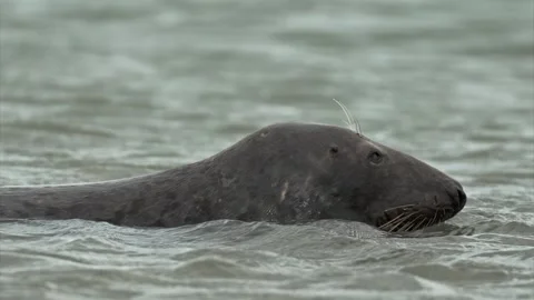 Curious Seal Looking at Camera Before Diving Into the Ocean Stock Footage 317248325