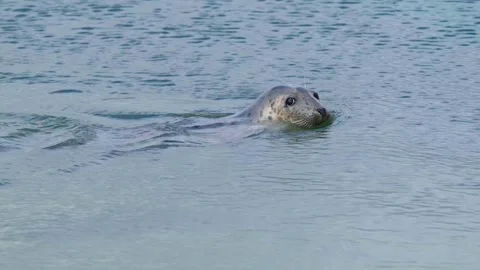 Curious Seal Looking at Camera Before Diving Into the Ocean Stock Footage 318178063