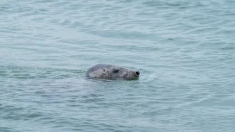 Curious Seal Looking at Camera Before Diving Into the Ocean Stock Footage 318178120