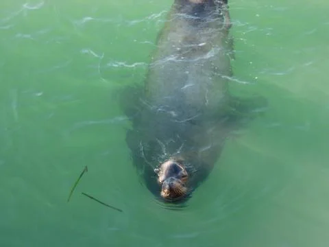Curious Seal 스톡 사진
