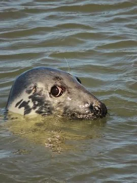 Curious Seal Stock Photos