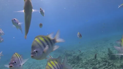 Curious sergeants major circle around the camera, darting in and out of frame Stock-Footage 345173756