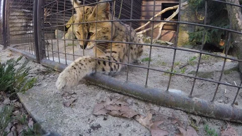Curious serval (wild cat) is playing with the tripod of a visitor of zoo Stock Footage 88353781