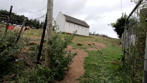 Curious Sheep 50pfs Stock Footage 132591682