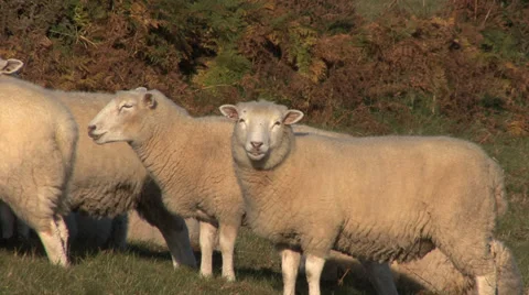 Curious Sheep Stock Footage 32966990
