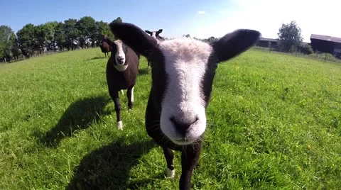 Curious sheep Stock Footage 50828336