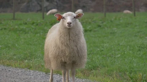 Curious Sheep Stock Footage 73223572