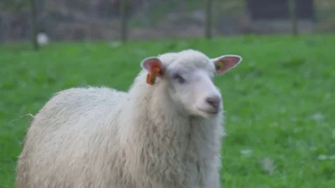 Curious Sheep Stock Footage 73223666