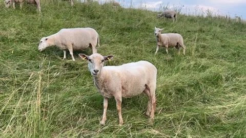 Curious sheep grazing on grassy hillside with flock in background Stock Footage 339884492