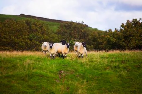 Curious sheep on the hill 2  Stock Photos