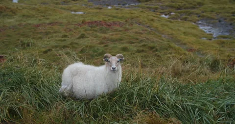 Curious sheep looking into camera. Adventurous holidays in Iceland nature 스톡 동영상 131389267