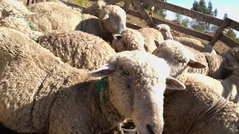 Curious sheep looking at camera in a crowded livestock pen Stock Footage 339346976