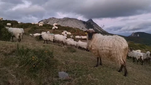 Curious sheep looking at the camera Stock Footage 138961209