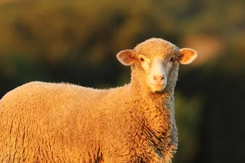 Curious sheep looking at the camera, over out of focus background Foto stock