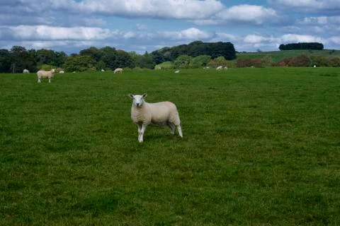 A curious sheep looking at the camera Stock-Fotos